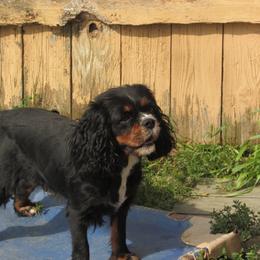 Aspen - Black and tan female Cavalier King Charles Spaniel puppy in Harvard, Illinois from Lori's Cavalier King Charles Spaniels & Dachshunds