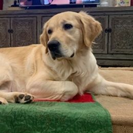Golden Retrievers from Coffee Creek Golden Retrievers
