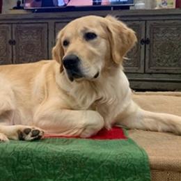 Golden Retrievers from Coffee Creek Golden Retrievers