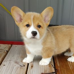 Pembroke Welsh Corgi Puppies from Sundance Acres Farm