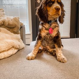 English Springer Spaniel Puppies from 31 Pines Springers & Retrievers