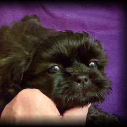 Bodie - Black male Shih Tzu puppy in North Central Oregon, Oregon from T-Amore Shih Tzu
