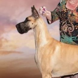 Great Danes from Alpine Great Danes