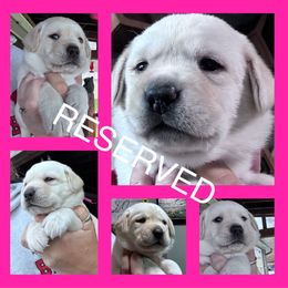 Fuchsia collar girl - Yellow female Labrador Retriever puppy in New Berlin, New York from Thistle Hill Labradors