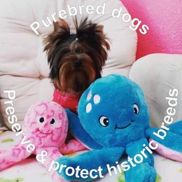 Yorkshire Terrier Puppies from Twilights Yorkies FL