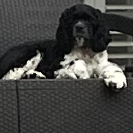 Cocker Spaniel All Grown Up from Laureen's Cocker Spaniels