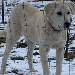 Ms No Collar - Fawn Anatolian Shepherd Dog puppy in Michigan from T&S Anatolians