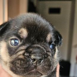 Boy 3 - Black and tan male French Bulldog puppy in High Ridge, Missouri from St Louis Frenchies