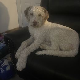 Boy 1 - Brown and white Sheepadoodle puppy in Kansas City, Kansas from Sheepie Dudes n' Doodles