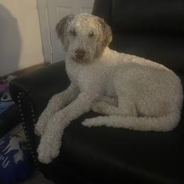 Boy 1 - Brown and white Sheepadoodle puppy in Kansas City, Kansas from Sheepie Dudes n' Doodles