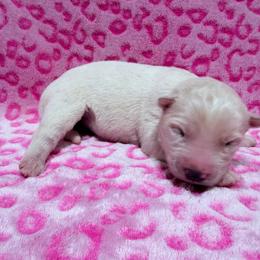 AKC Eleanor - White female Siberian Husky puppy in Centreville, Maryland from Huskies By the Bay