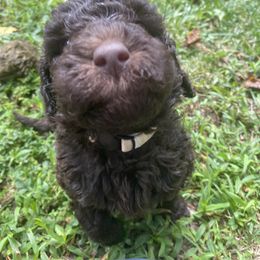 Labradoodle Puppies from Molly’s Doodles