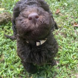 Labradoodle Puppies from Molly’s Doodles