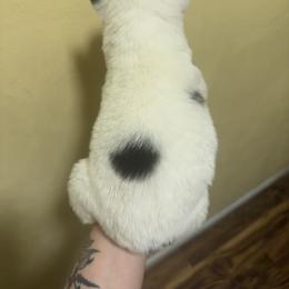 Splash - Black and white male Siberian Husky puppy in Winston, Oregon from Frozen Heart Huskies