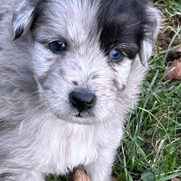 Arrau de La Rive - Blue merle male Pyrenean Shepherd puppy in Ripley, Ohio from La Rive Pyr Sheps LLC