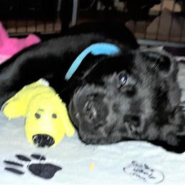 Labrador Retriever Puppies from Lorlyn Labradors