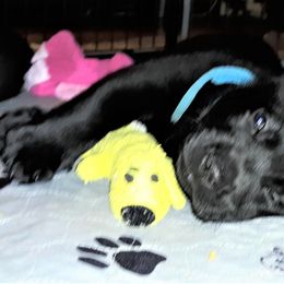Labrador Retriever Puppies from Lorlyn Labradors