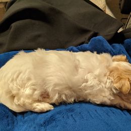 Maltese, Maltipoo, and Poodle Puppies from MountCarmelPuppies
