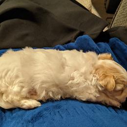 Maltese, Maltipoo, and Poodle Puppies from MountCarmelPuppies