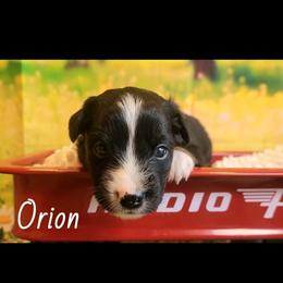 Orion - Black tri male Miniature Australian Shepherd puppy in Macomb, Missouri from Faunus Farms and Aussies
