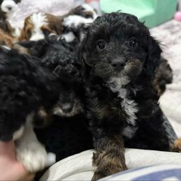 Draco F1b - Black and tan male Cavapoo puppy in Wamego, Kansas from Doodles of Oz