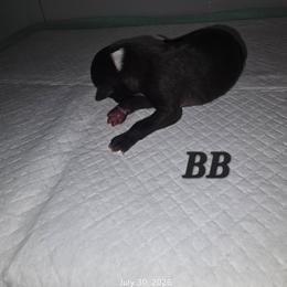 Black Boy - Seal male Italian Greyhound puppy in Frostproof, Florida from Quality Italian Greyhounds