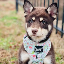 Regal - Chocolate Pomsky puppy in Greenville, South Carolina from Thicketty Mountain Pomskies