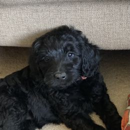Cricket - Black female Labradoodle puppy in Anaconda, Montana from Daisy's Labradoodles