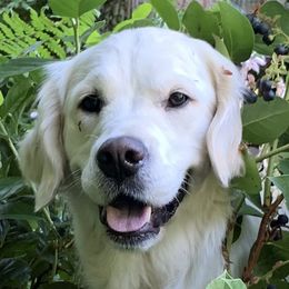 Trixie - Golden Retriever