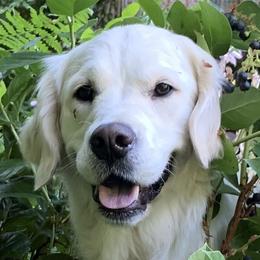 Trixie - Golden Retriever