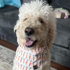 Ghist - Double Doodle