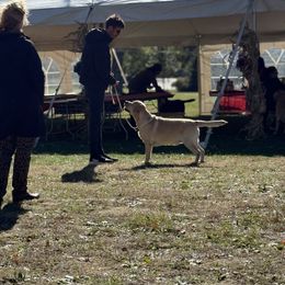 Labrador Retriever Puppies from Swinging Bridge Labrador Retrievers