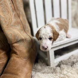 Ariat - Parti male Poodle puppy in Ault, Colorado from The Peaks Premium Poodles