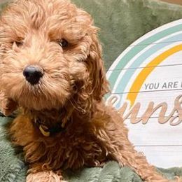 Bernedoodles, Goldendoodles, and Poodles from Mimi’s Doodles & Poodles