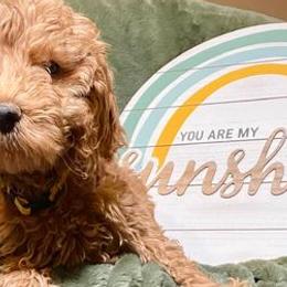 Bernedoodles, Goldendoodles, and Poodles from Mimi’s Doodles & Poodles