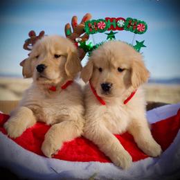 Goldendoodle and Golden Retriever Puppies from California Golden Love