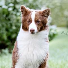 Chezik - Yakutian Laika