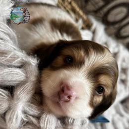 Jose' - Piebald male Dachshund puppy in Fayetteville, West Virginia from Loop Creek Dachshunds