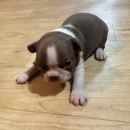 Boy 2 - Red male Boston Terrier puppy in Brookville, Ohio from Best Friend Bostons