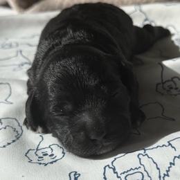 Raven (white chest) - Black female Cockapoo puppy in Colorado Springs, Colorado from Garrett Doodles