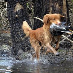 Nova Scotia Duck Tolling Retriever All Grown Up from Forest Cove Tollers