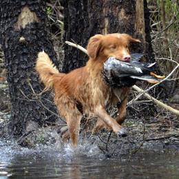 Nova Scotia Duck Tolling Retriever All Grown Up from Forest Cove Tollers