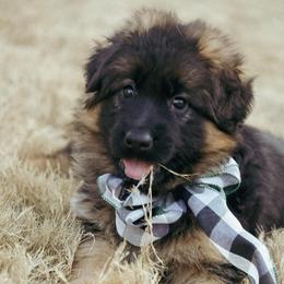 Clementine (Clemmie) - Black and red female German Shepherd puppy in Apex, North Carolina from Milestone GSDs