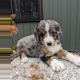 Max - Blue merle male Bernedoodle puppy in Beach City, Ohio from Blue Cloud Doodles