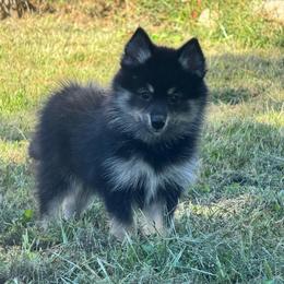 Yunara - Tri-color female Pomsky puppy in Boonville, Indiana from Elysian Pomskies