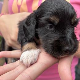 Denny - Black and cream male Dachshund puppy in Chelsea, Oklahoma from Renee's Dachshund's