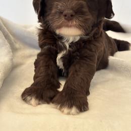 Argentina - Chocolate female Labradoodle puppy in Manchaca, Texas from Heartrock Labradoodles