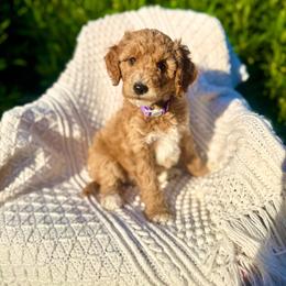 The Queen - Red  female Goldendoodle puppy in Stockton, California from Port City Doodles
