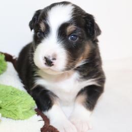 Hunter - Black tri-color male Australian Shepherd puppy in Colorado from Firestone Australian Shepherds