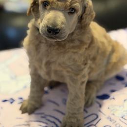 Reverie - Apricot male Poodle puppy in Brooksville, Florida from Ariella Standard Poodles & Chinese Cresteds